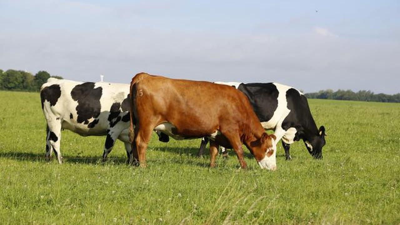 Cara Memulai Ternak Sapi Skala Kecil di Usia 40 Tahun dengan 2 Ekor Sapi