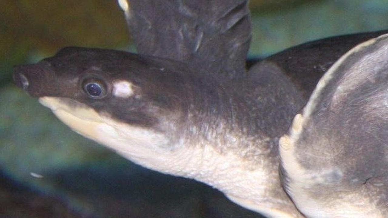 4. Kura-kura Moncong Babi (Carettochelys insculpta)