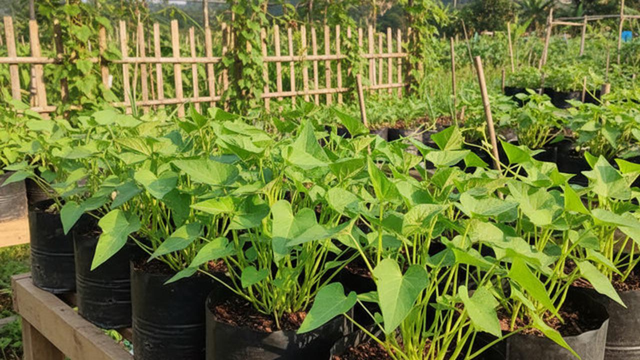 7 Tanaman Dapur Cepat Panen untuk Kebun Mini, Hemat Belanja Harian