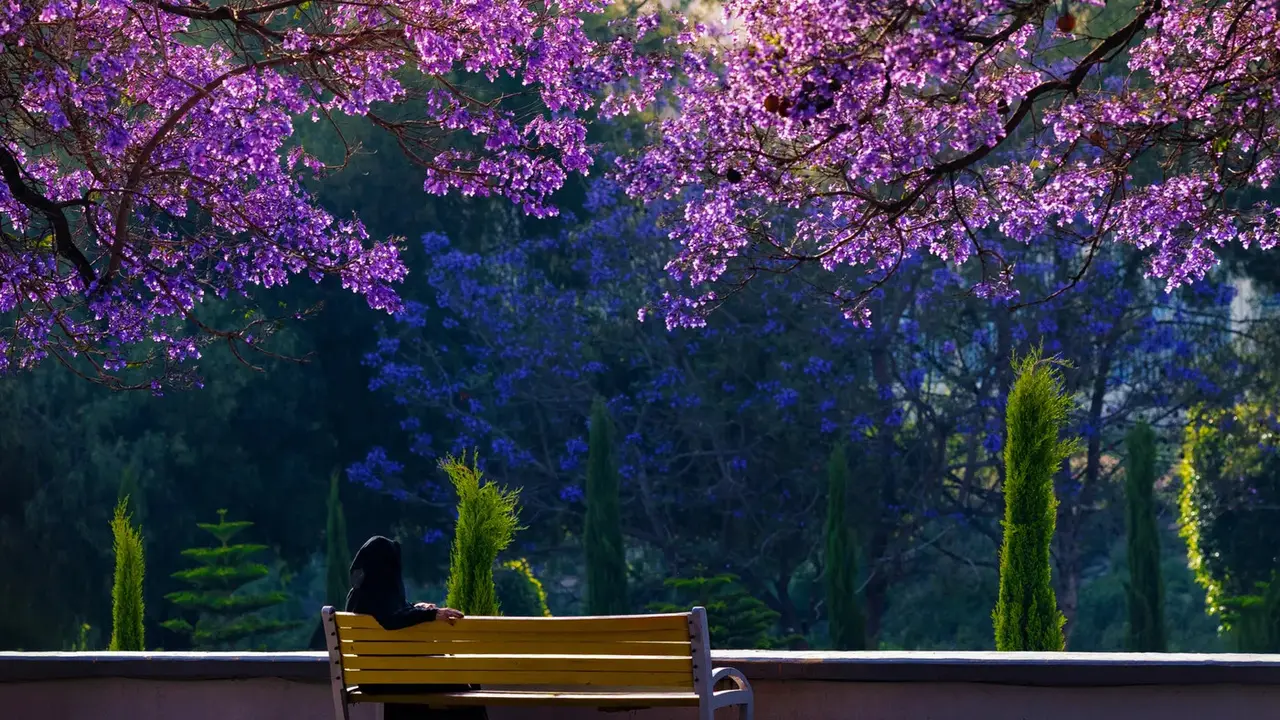 4 Destinasi Wisata Unik di Arab Saudi, Salah Satunya Tawarkan Pengalaman Purple Season