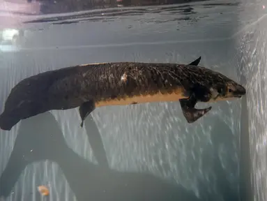 Methuselah, ikan lungfish Australia terlihat di akuarium di San Francisco, Senin (24/1/2022). Methuselah adalah ikan lungfish Australia sepanjang 4 kaki, 40 pon yang dibawa ke California Academy of Sciences pada tahun 1938 dari Australia. (AP Photo/Jeff Chiu)