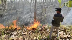 Petugas Dinas Kehutanan berusaha memadamkam api yang membakar hutan jati di Kecamatan Juwangi Boyolali, Jawa Tengah, Senin (6/8). Kebakaran mengakibatkan batang pohon jati kehitaman dan dedaunan menjadi layu. (Liputan6.com/Gholib)