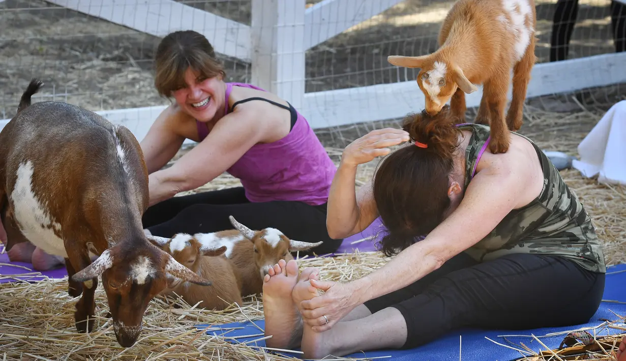 Seorang anak kambing menaiki pundak peserta kelas "Goat Yoga" atau Yoga Kambing di Thousand Oaks, California (4/6). Yoga bersama kambing yang kini menjadi tren di Amerika Serikat diselenggarakan oleh Lavenderwood Farm. (AFP Photo/Mark Ralston)