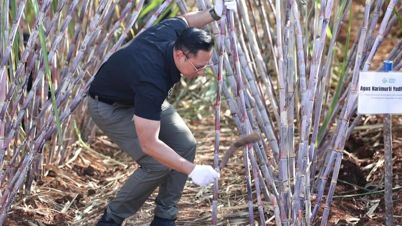 VIDEO: Gaya Keren AHY Berkaca Mata Hitam Panen Tebu di NTT, Batang Sekali Tebas Kelar