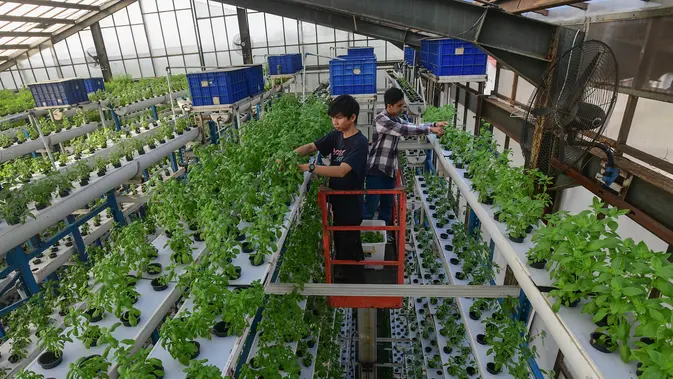 Gunakan Sistem Pertanian Hidroponik Vertikal, Ladang Farm Hasilkan Dua Ton Sayuran Segar