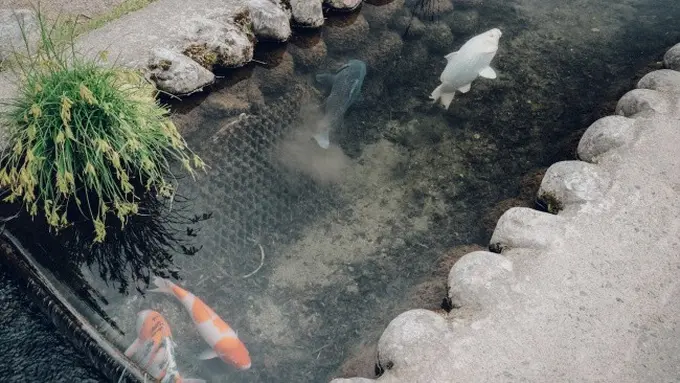 Ilustrasi Kolam Ikan Dalam Rumah (Credit: Rap Dela Rea/unsplash)