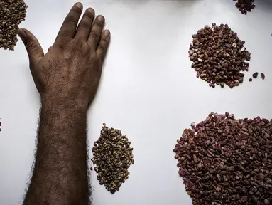 Seorang ahli geologi melakukan proses penyortiran akhir di tambang Gemfields Ruby di Montepuez, Mozambik (14/2). Batu ruby ini adalah salah satu batu permata berwarna yang berharga tinggi. (AFP/John Wessels)