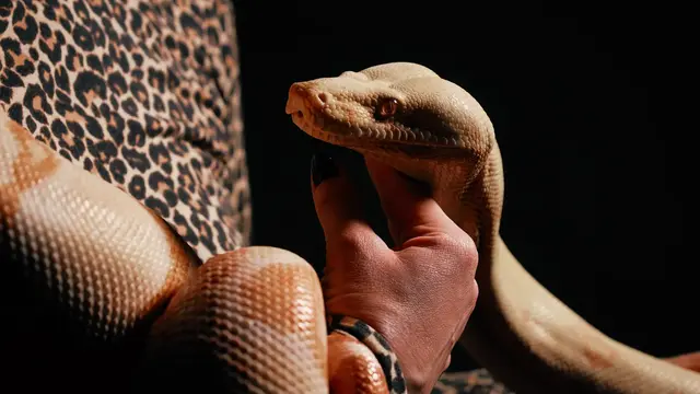 Princess, Ular Boa yang Menang Audisi (AP/Andres Kudacki)