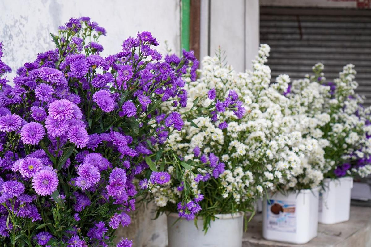 Krisan (Chrysanthemum)