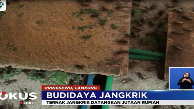 Budi Daya Jangkrik Triningsih Raup Omzet Jutaan Rupiah News
