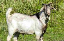 Kenapa Kambing Bau Prengus? Ternyata ini Penyebabnya