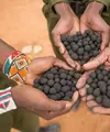 Melihat seperti apa inovasi Seedballs untuk atasi deforestasi di Kenya (Seedballs Kenya)