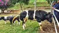 Sejak dikembangbiakkan di Indonesia 2016 lalu, sapi-sapi raksasa Belgian Blue ini digadang-gadang menjadi masa depan swasembada sapi di Indonesia.