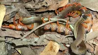 Tim ahli biologi di Thailand mengabadikan momen seekor kelabang raksasa menyerang ular hingga mati (Chiacchio et al., J Insect Behav (2017)