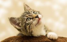 8 Cara agar Tidak Takut Kucing,  Latihan Bertahap hingga Terapi Eksposur