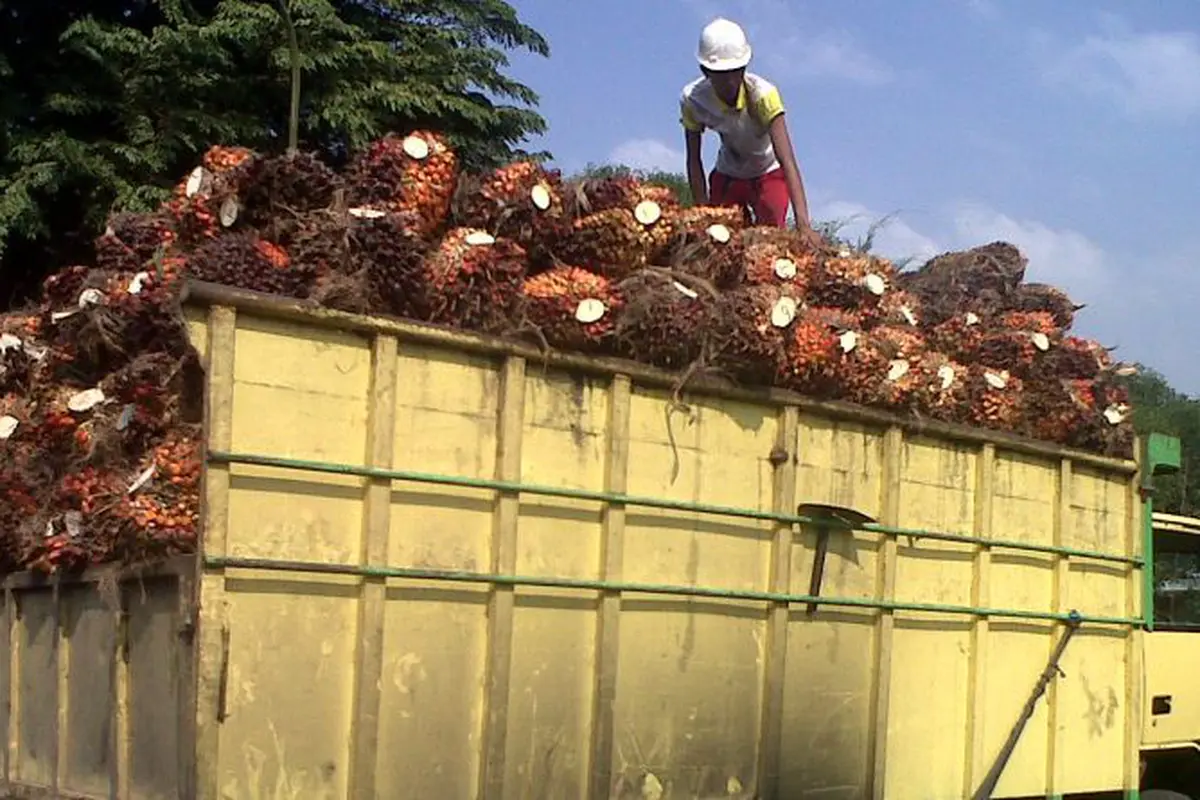 Kelapa sawit
