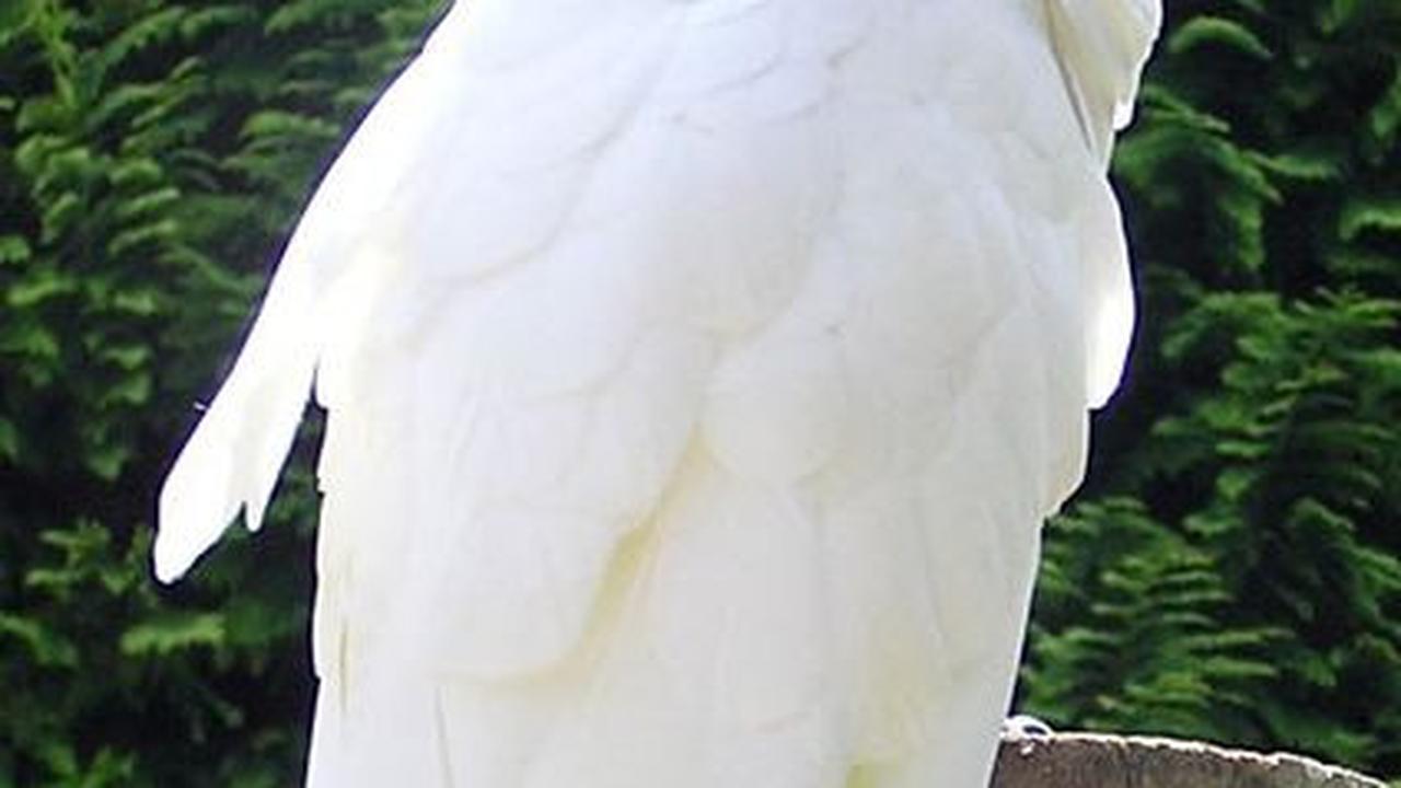 <b>Kakaktua Putih (Cacatua alba)</b>