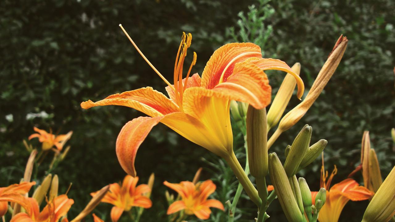Daylily
