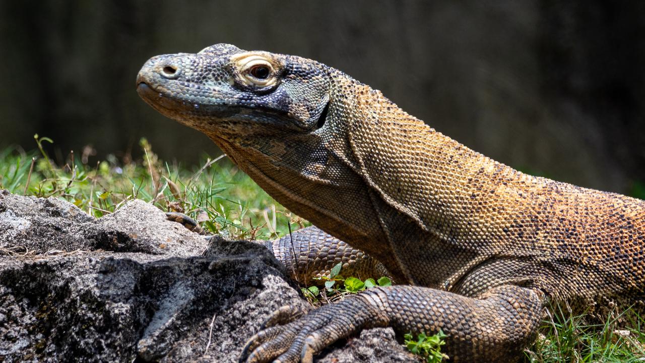 Dipercaya Untuk Obat Gatal-gatal, Begini Cara Mengolah Daging Biawak