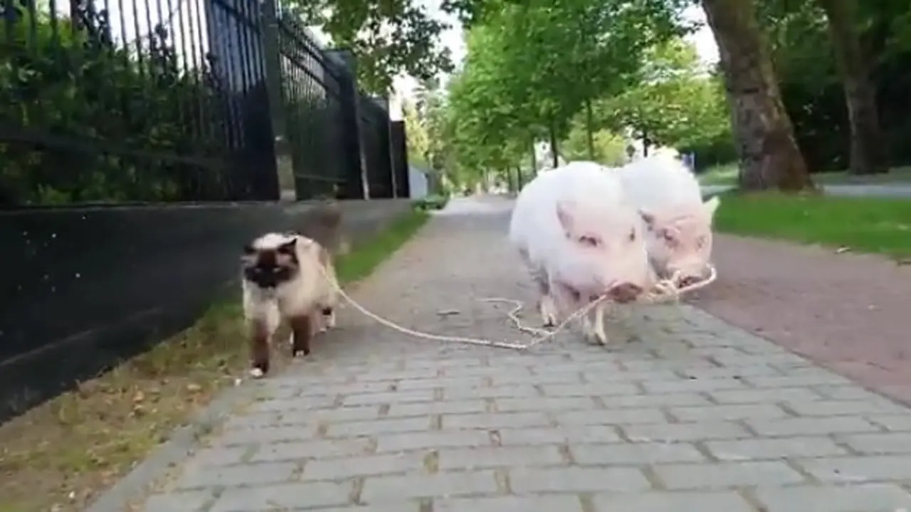 Lucunya Video Babi Tuntun Kucing Jalan-Jalan Sore