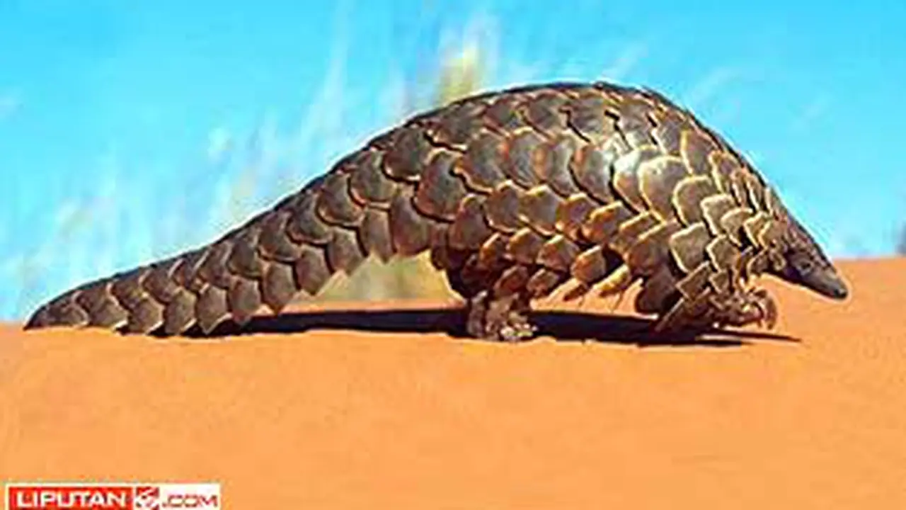 100424dkes_trenggiling.jpg