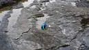 Ilmuwan meneliti jejak kaki dinosaurus yang berasal dari 170 juta tahun di Isle of Skye, Skotlandia, Senin (2/4). Sebagian besar puluhan jejak itu dibuat oleh kerabat tua dari T Rex yang berukuran hingga 1,8 meter (HANDOUT/THE UNIVERSITY OF EDINBURGH/AFP)
