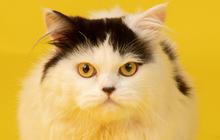 200 Nama Kucing Lucu Betina dan Jantan, Unik dan Mudah Diingat