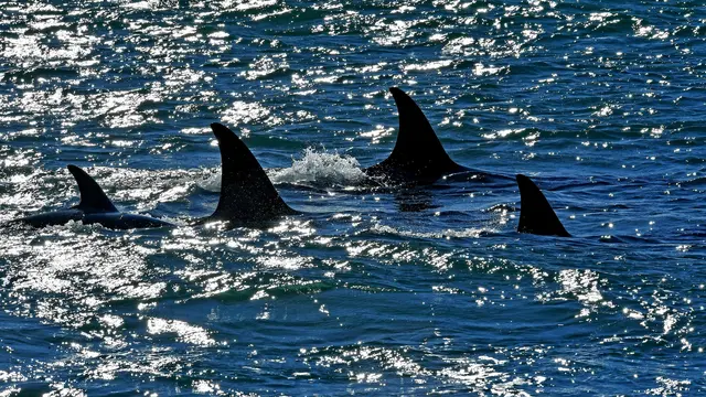 Aksi Paus Orca Berburu Singa Laut