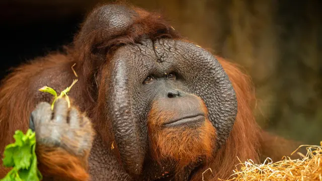 Orangutan