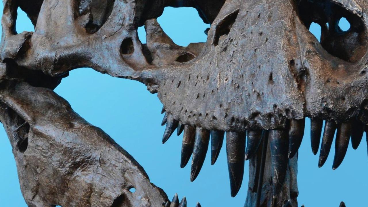 Fakta Sejarah Megalosaurus<br>