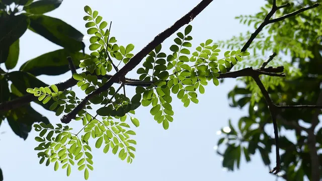 Daun kelor