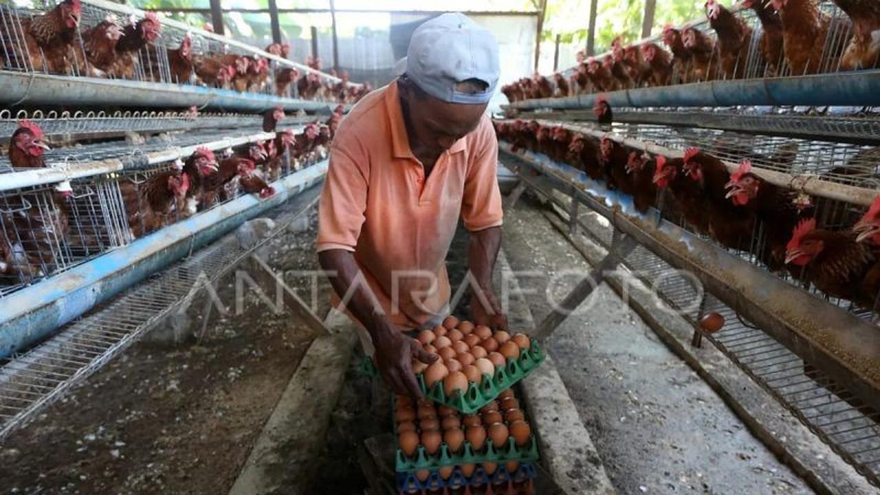 Aceh Tamiang Butuh 600 Ribu Indukan Ayam untuk Swasembada Telur, Tekan Ketergantungan Pasokan Sumut