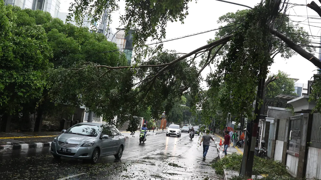 Hujan Deras, Sejumlah Pohon Tumbang di Ibu Kota