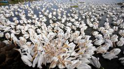 Sekelompok pelikan putih, salah satu burung terbesar di Kanada dan AS, terlihat di pantai laguna Chapala di Cojumatlan de Regules, Meksiko, pada 28 Januari 2022. Pelikan putih melakukan perjalanan ribuan kilometer bermigrasi dari suhu dingin Amerika Utara. (ULISES RUIZ / AFP)