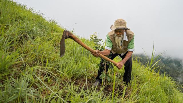 Dari Kebakaran 1963 hingga Air Melimpah: Perjalanan Panjang Mbah Sadiman Tanam Ribuan Pohon Beringin