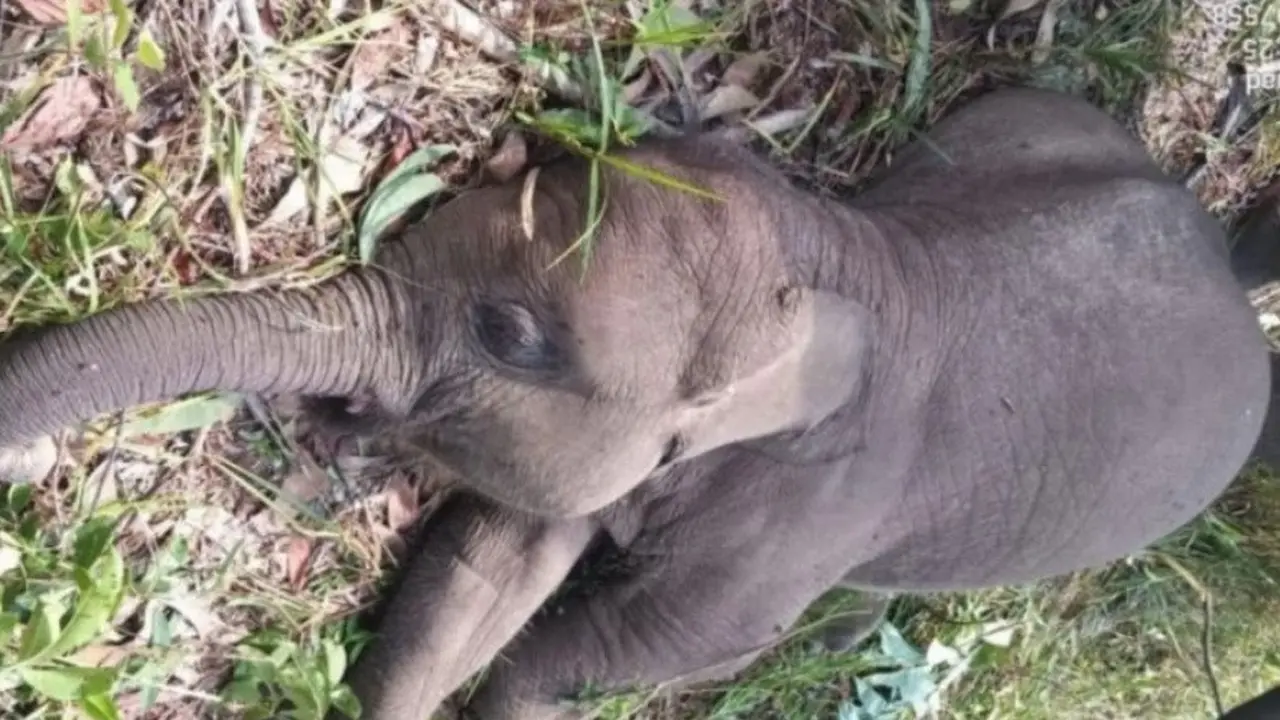 Anak Gajah Mati