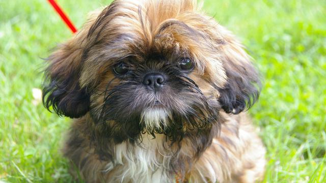 Shih Tzu