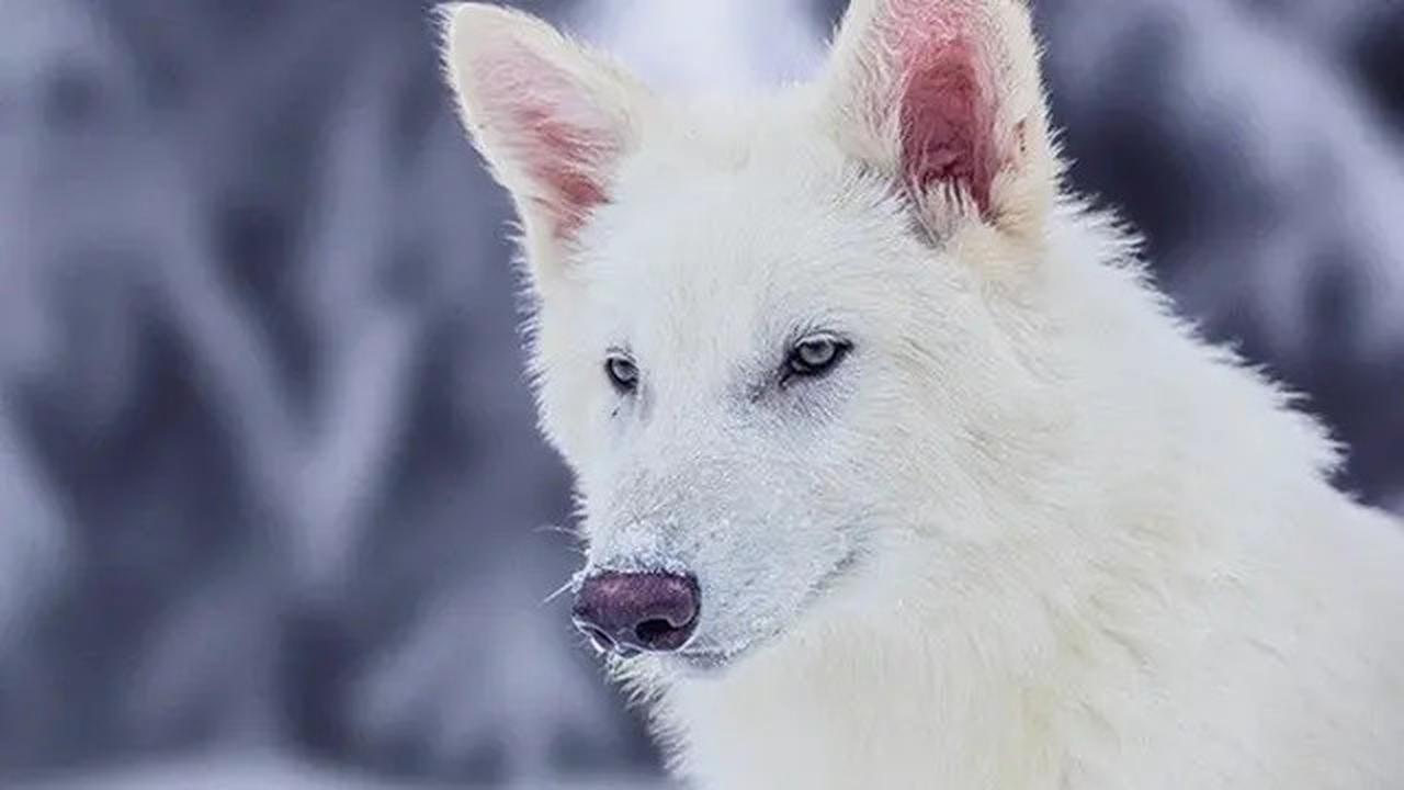 Selain Dire Wolf, Ini 5 Hewan Purba yang Pernah Dihidupkan Kembali