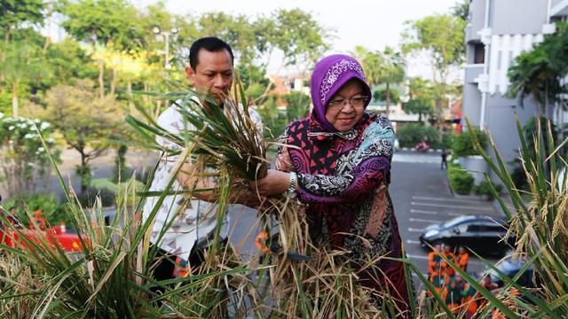 Keren Surabaya Panen Padi Dari Sawah Atap Balai Kota Regional Liputan6 Com