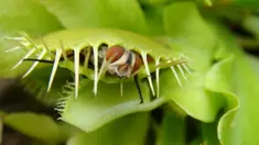Dionaea Muscipula, lebih dikenal sebagai Penangkap Lalat Venus. Permukaan bagian dalamnya mengandung pigmen merah yang mengeluarkan lendir untuk menarik lalat mendekatinya. (www.greenculturesg.com)