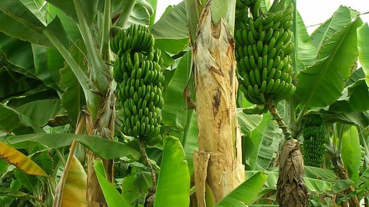 8 Jenis Pohon Pisang di Pekarangan yang Jadi Favorit Tikus dan Menarik Ular Tanpa Sengaja