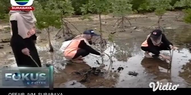 VIDEO: Cegah Abrasi, Mahasiswa Tanam Mangrove di Pantai Clungup