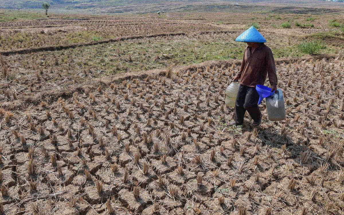 Warga Bertahan dari Kubangan Bekas Sawah di Tengah Kekeringan
