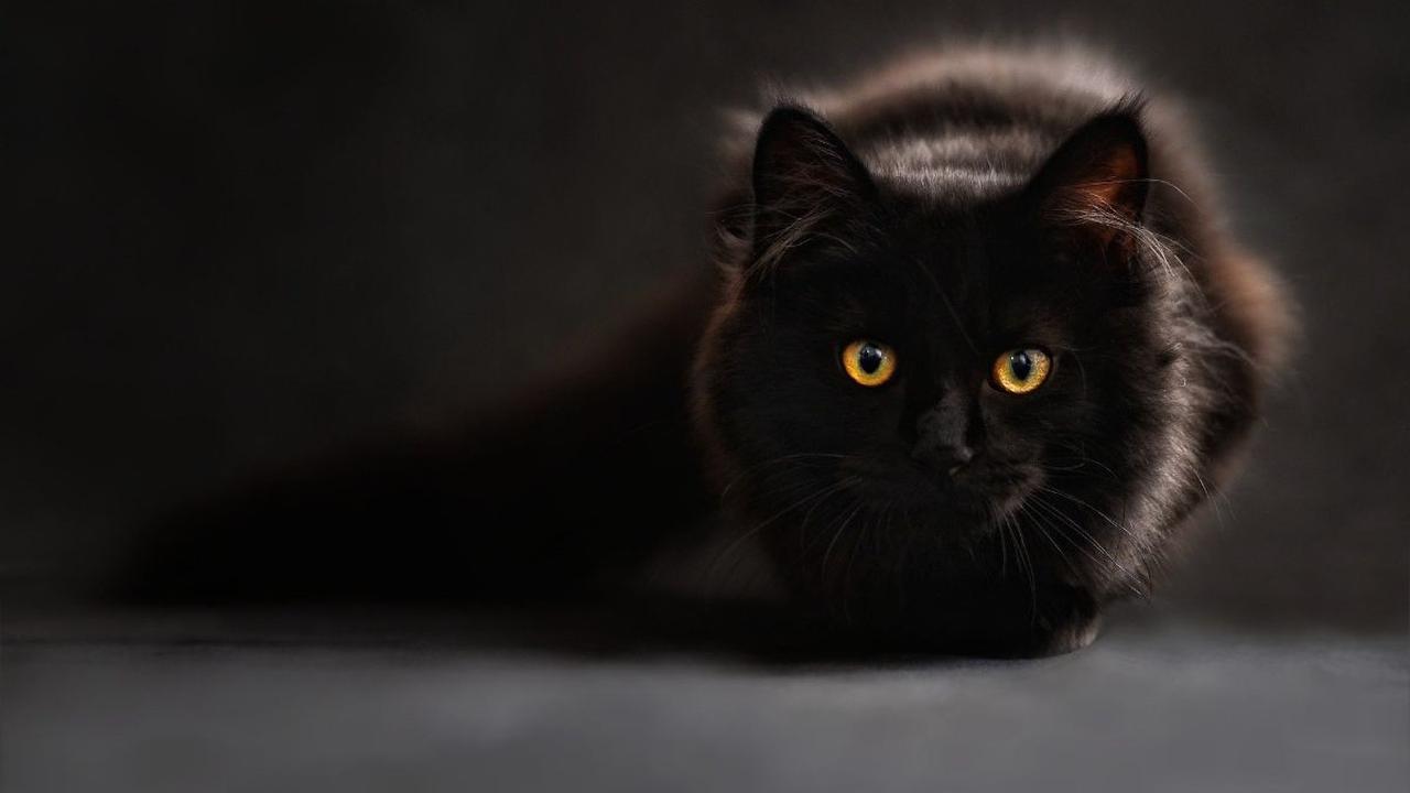 Selain itu, penting juga untuk segera mengambil tindakan pencegahan yang tepat dan melindungi kucing serta diri Anda sendiri dari penyakit yang mematikan ini.