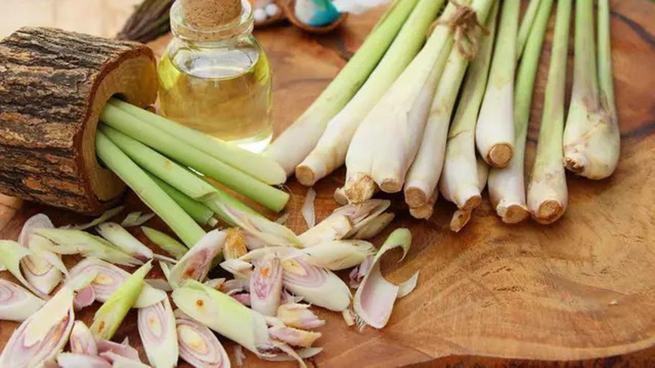Resep Rebusan Serai untuk Menurunkan Kolesterol dan Tekanan Darah, Mudah Dibuat