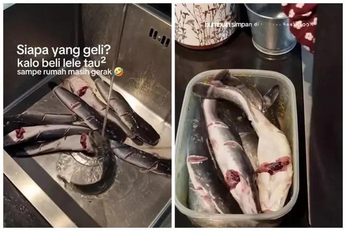 Cara Mematikan Ikan Lele Tanpa Dipukul, Coba Trik Mudah Ini dengan Garam