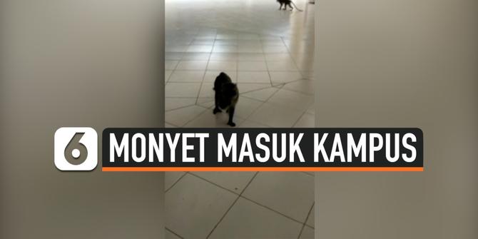 VIDEO: Puluhan Monyet Ekor Panjang 'Serang' Kampus IPB Bogor