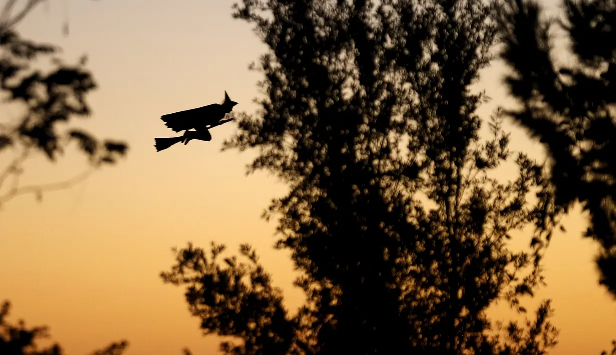 Tampak penyihir terbang diatas pohon di Encinitas, California, (31/10/2015). Penyihir tersebut merupakan sebuah remot kontrol yang di modifikasi oleh anak - anak untuk meramaikan Halloween. (REUTERS/Mike Blake)