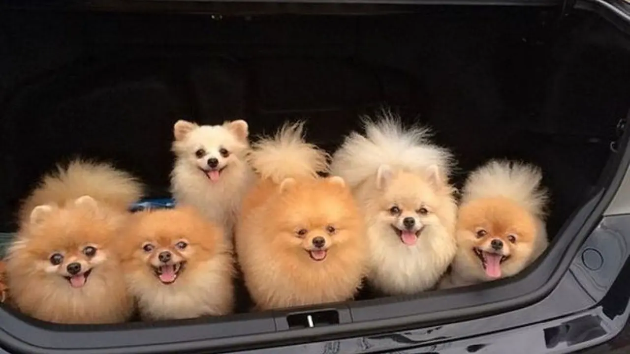 8 Anjing Ini Bikin Kamu Pengin Segera Mengadopsi dari Penampungan