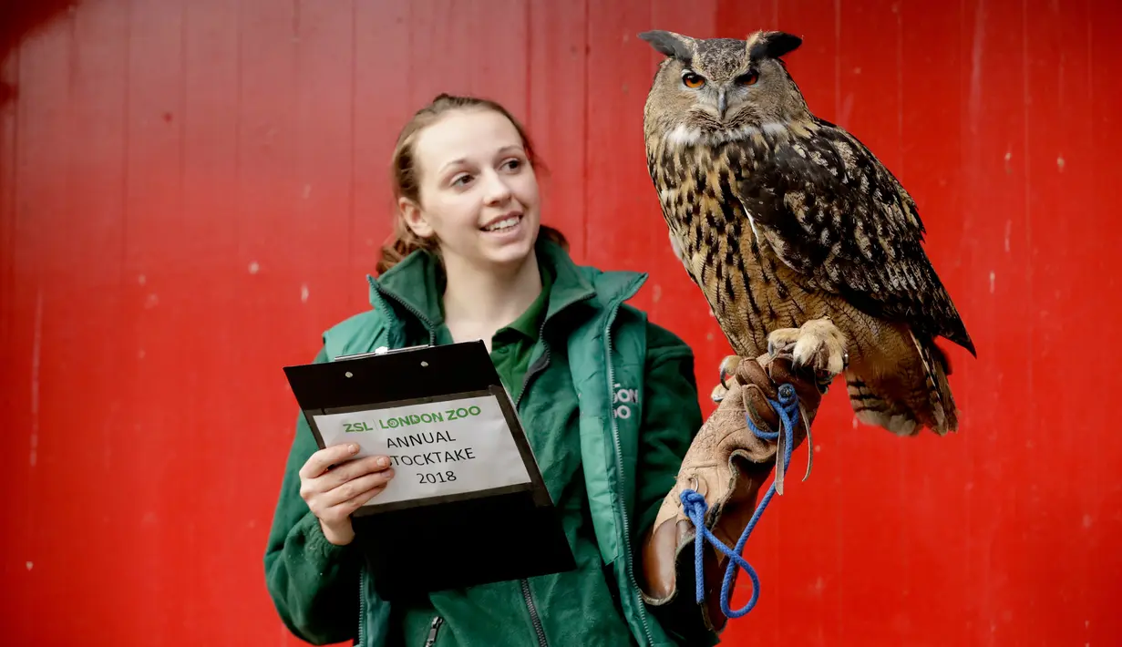 Petugas berpose memegang burung hantu Eurasia selama sensus hewan tahunan di London Zoo, 7 Februari 2018. Semua hewan di kebun binatang yang terletak di pusat ibu kota Inggris itu dihitung setiap tahunnya. (AP/Matt Dunham)
